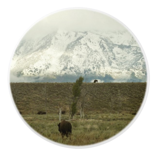 Bison på Grand Teton National Park Photography Knopp (Framsidan)
