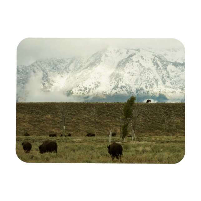 Bison på Grand Teton National Park Photography Magnet (Horisontell)
