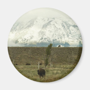 Bison på Grand Teton National Park Photography Magnet