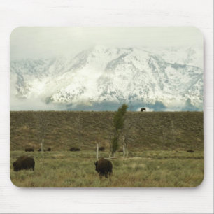 Bison på Grand Teton National Park Photography Musmatta