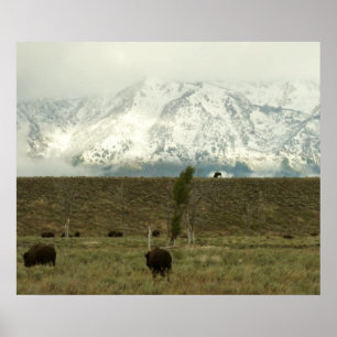 Bison på Grand Teton National Park Photography Poster