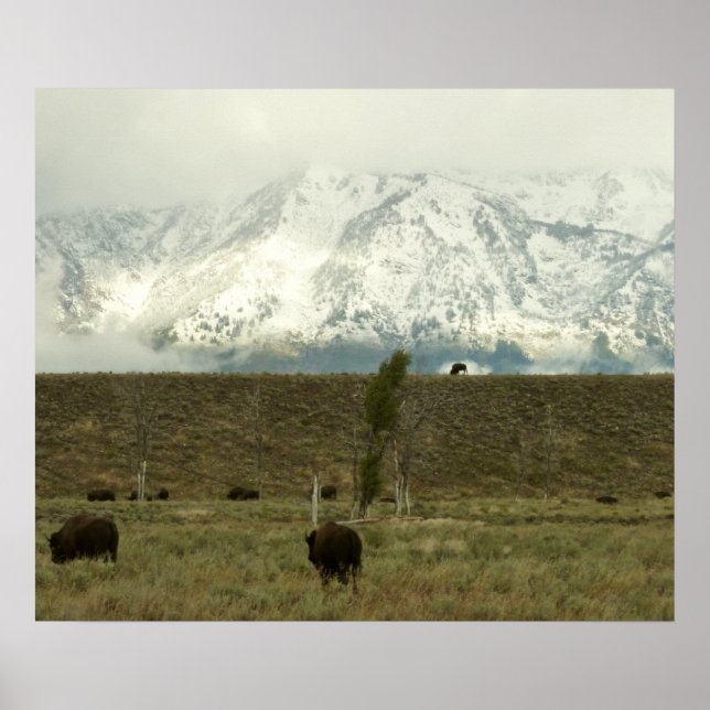 Bison på Grand Teton National Park Photography Poster (Framsidan)