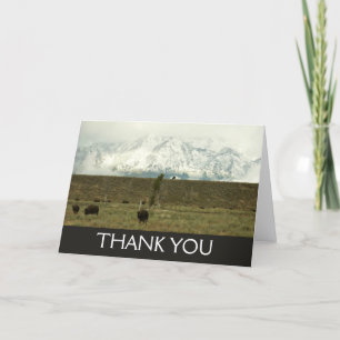 Bison på Grand Teton National Park Photography Tack Kort
