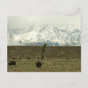 Bison på Grand Teton National Park Photography Vykort