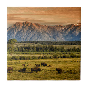 Bison på soluppgången kakelplatta