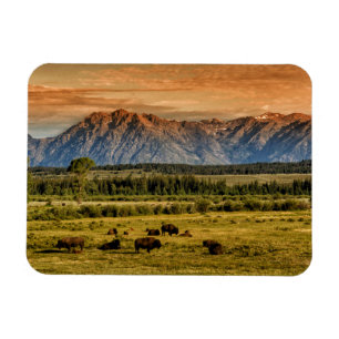 Bison på soluppgången magnet