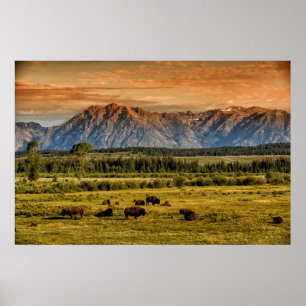 Bison på soluppgången poster
