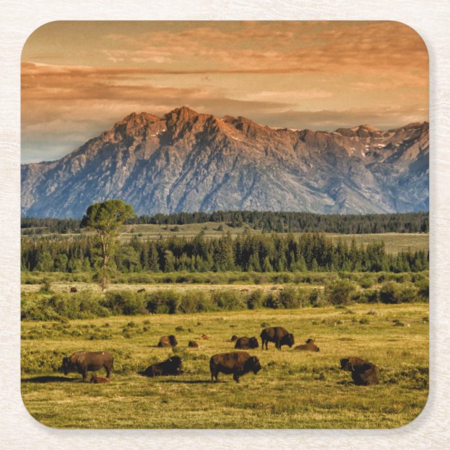 Bison på soluppgången underlägg papper kvadrat (Framsidan)