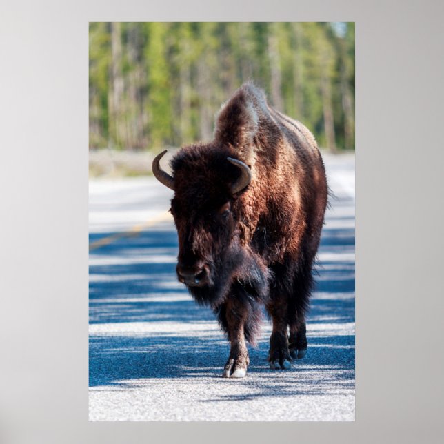 Bison på väg i nationalparken Yellowstone Poster (Framsidan)