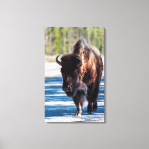 Bison på vägbanan i Yellowstone National Park Canvastryck