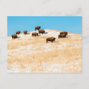 Bison på vykort från backe