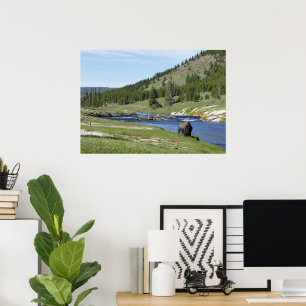 Bison på Yellowstone National Park Poster