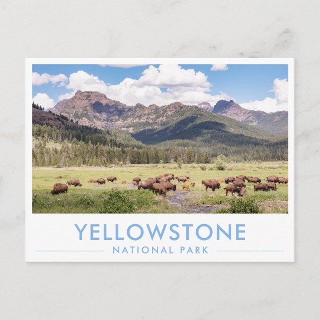 Bison på Yellowstone National Park Sommarberg Vykort (Framsida)
