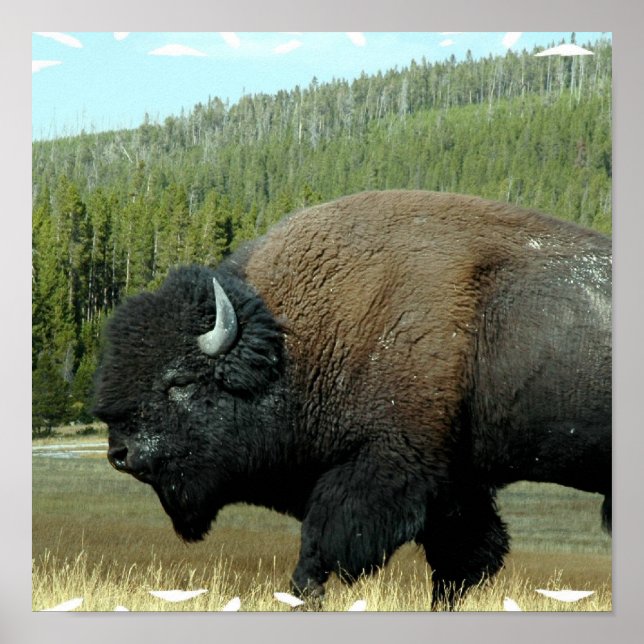 Bison Poster (Framsidan)