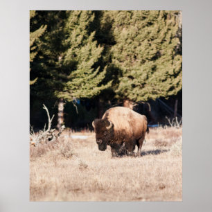 Bison Poster