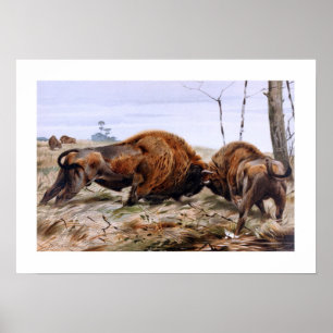 Bison Poster