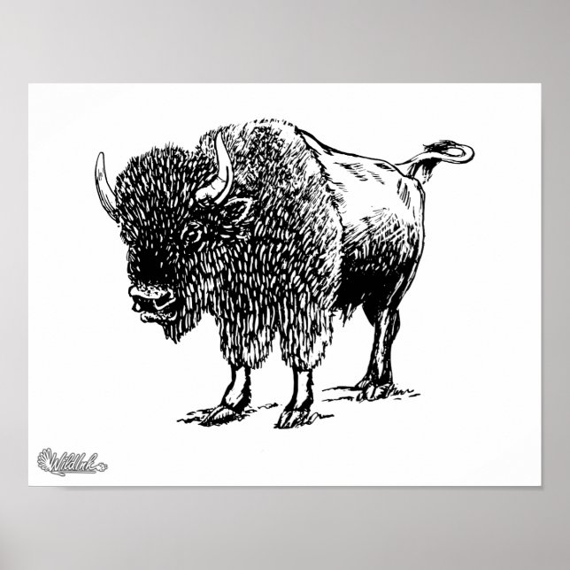 Bison Poster (Framsidan)