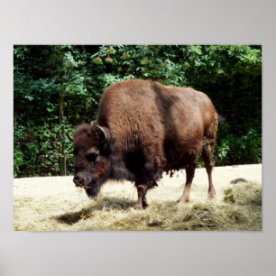 Bison Poster