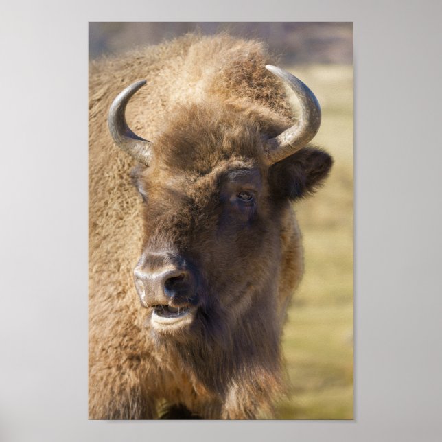 Bison Poster (Framsidan)