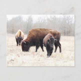 Bison Prairie Vykort