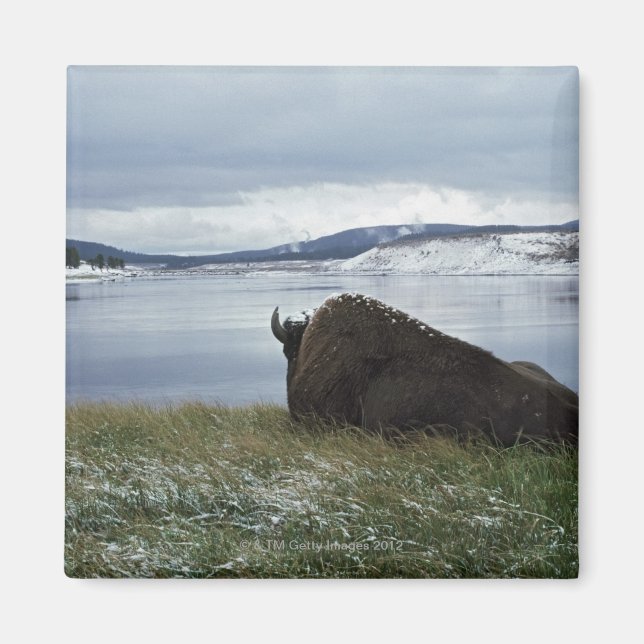 Bison Restation by Yellowstone River with Snö on Magnet (Framsidan)