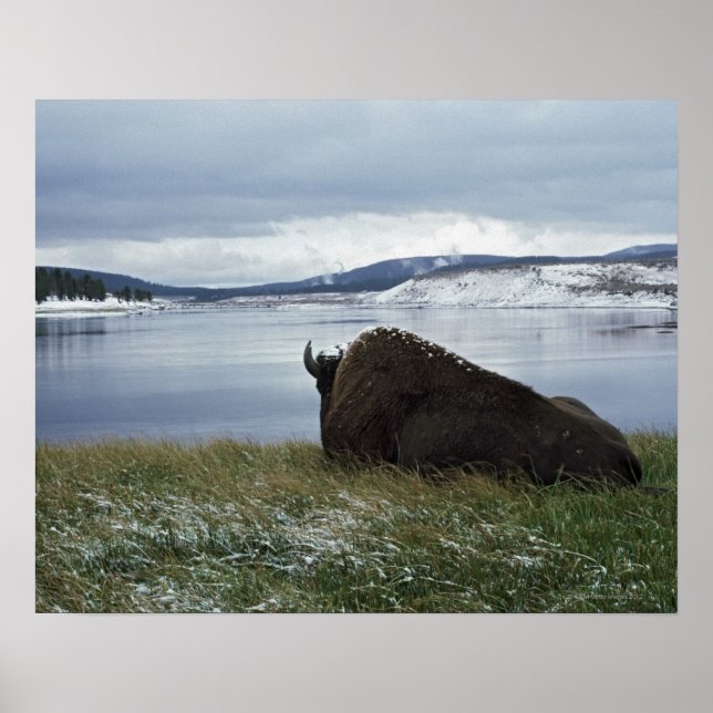 Bison Restation by Yellowstone River with Snö on Poster (Framsidan)