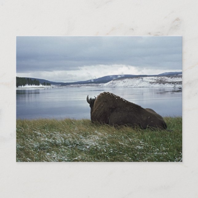 Bison Restation by Yellowstone River with Snö on Vykort (Framsida)