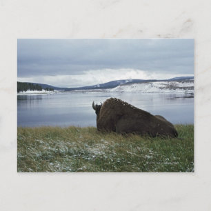 Bison Restation by Yellowstone River with Snö on Vykort