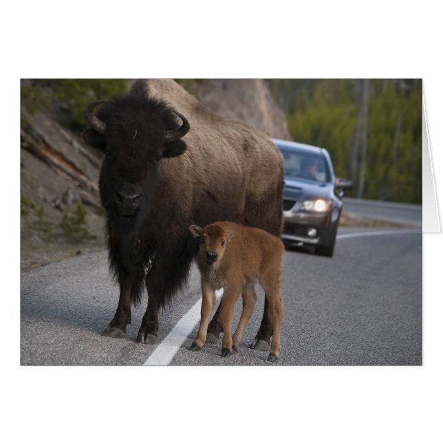 Bison Roadblock - kort (Framsidan Horizontal)