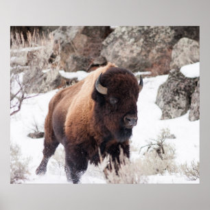 Bison Running Poster