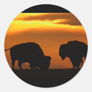 bison runt klistermärke