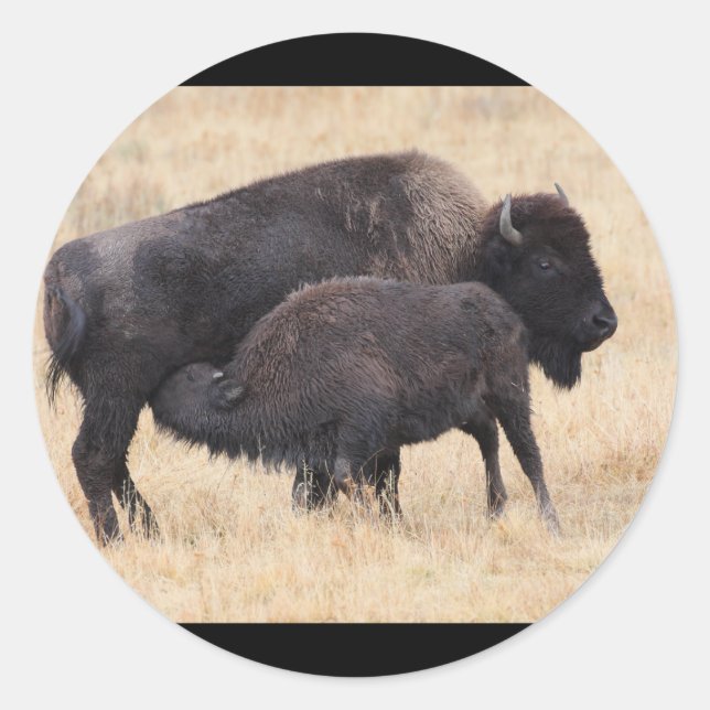 bison runt klistermärke (Framsida)