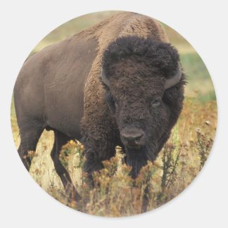 Bison Runt Klistermärke