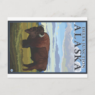 Bison Scene - Delta Junction, Alaska Vykort