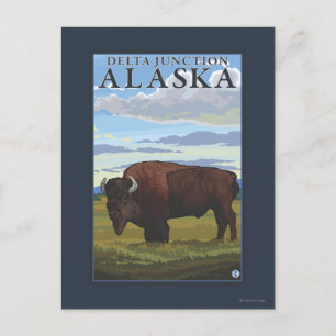 Bison Scene - Delta Junction, Alaska Vykort