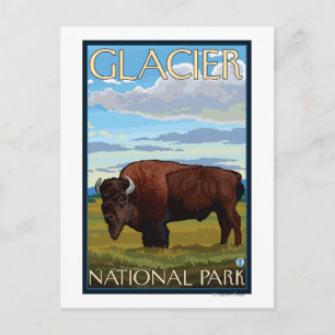 Bison Scene - Glacier National Park, MT Vykort