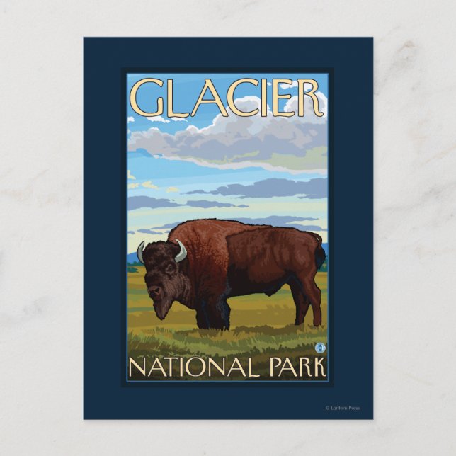 Bison Scene - Glacier National Park, MT Vykort (Framsida)