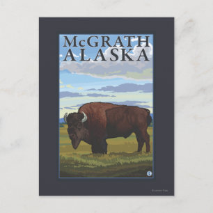 Bison Scene - McGrath, Alaska Vykort