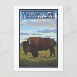 Bison Scene - nationalparken Yellowstone Vykort