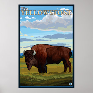 Bison Scene - Väster Yellowstone, Montana Poster