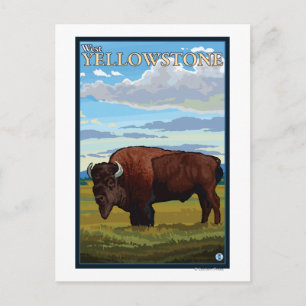 Bison Scene - Väster Yellowstone, Montana Vykort