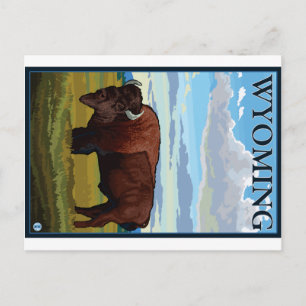 Bison Scene - Wyoming Vykort