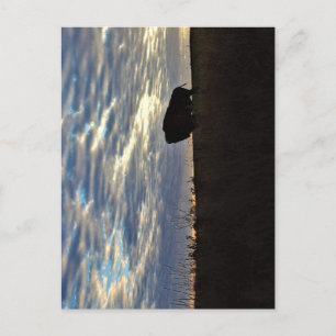 Bison Silhouette-vykort Vykort