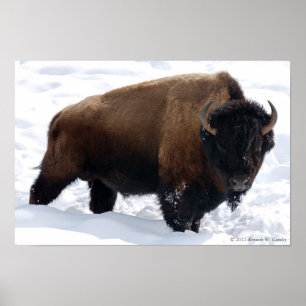 Bison Snö Poster