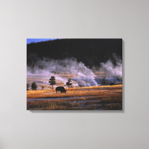 Bison som betar i Upper Geyser Basin Canvastryck