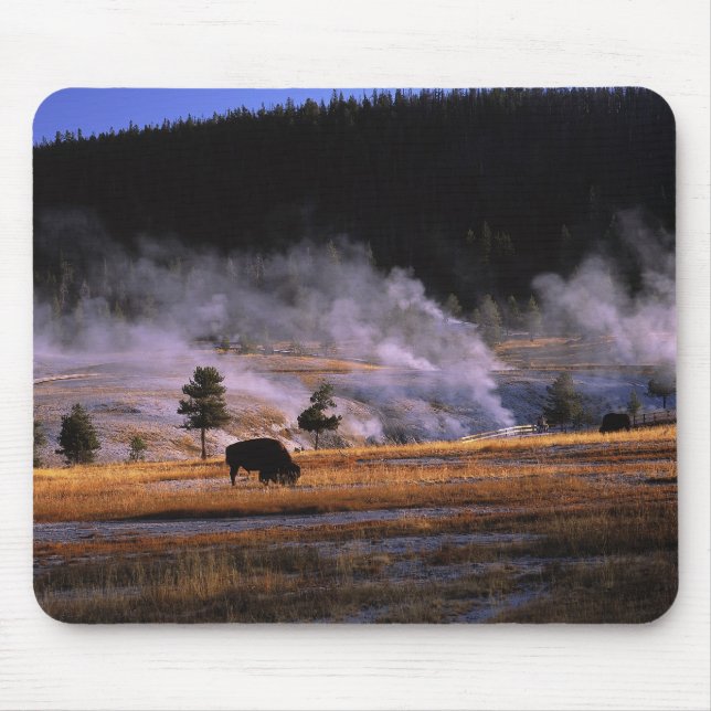 Bison som betar i Upper Geyser Basin Musmatta (Framsidan)