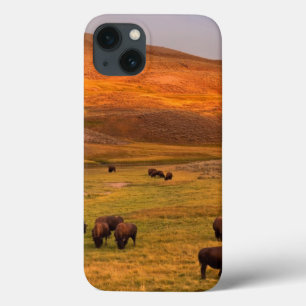 Bison som betar på backen på den Hayden dalen