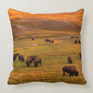 Bison som betar på backen på den Hayden dalen Kudde