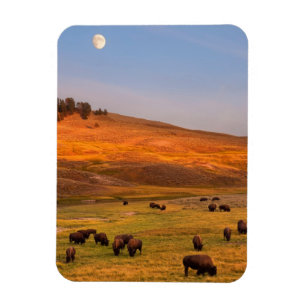 Bison som betar på backen på den Hayden dalen Magnet