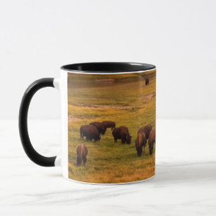 Bison som betar på backen på den Hayden dalen Mugg